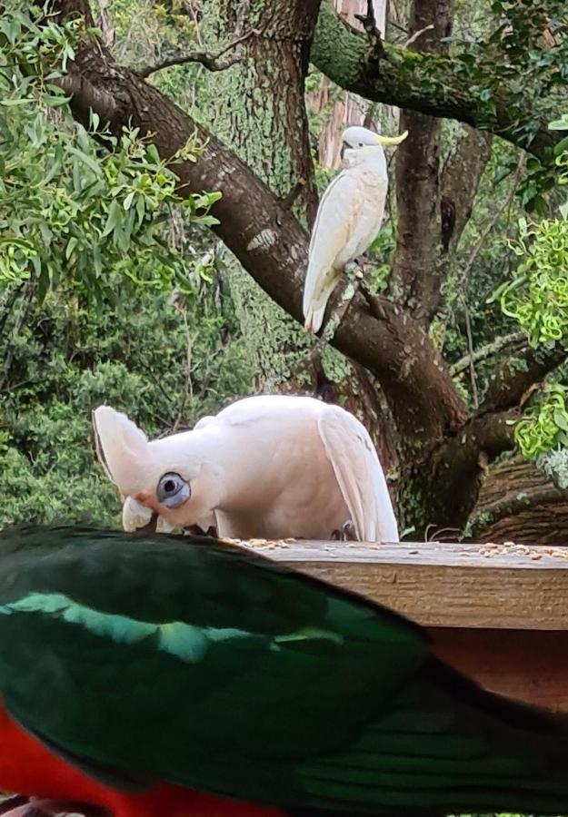 Bird Songs Getaway Accommodation Cabbage Tree Creek Zewnętrze zdjęcie